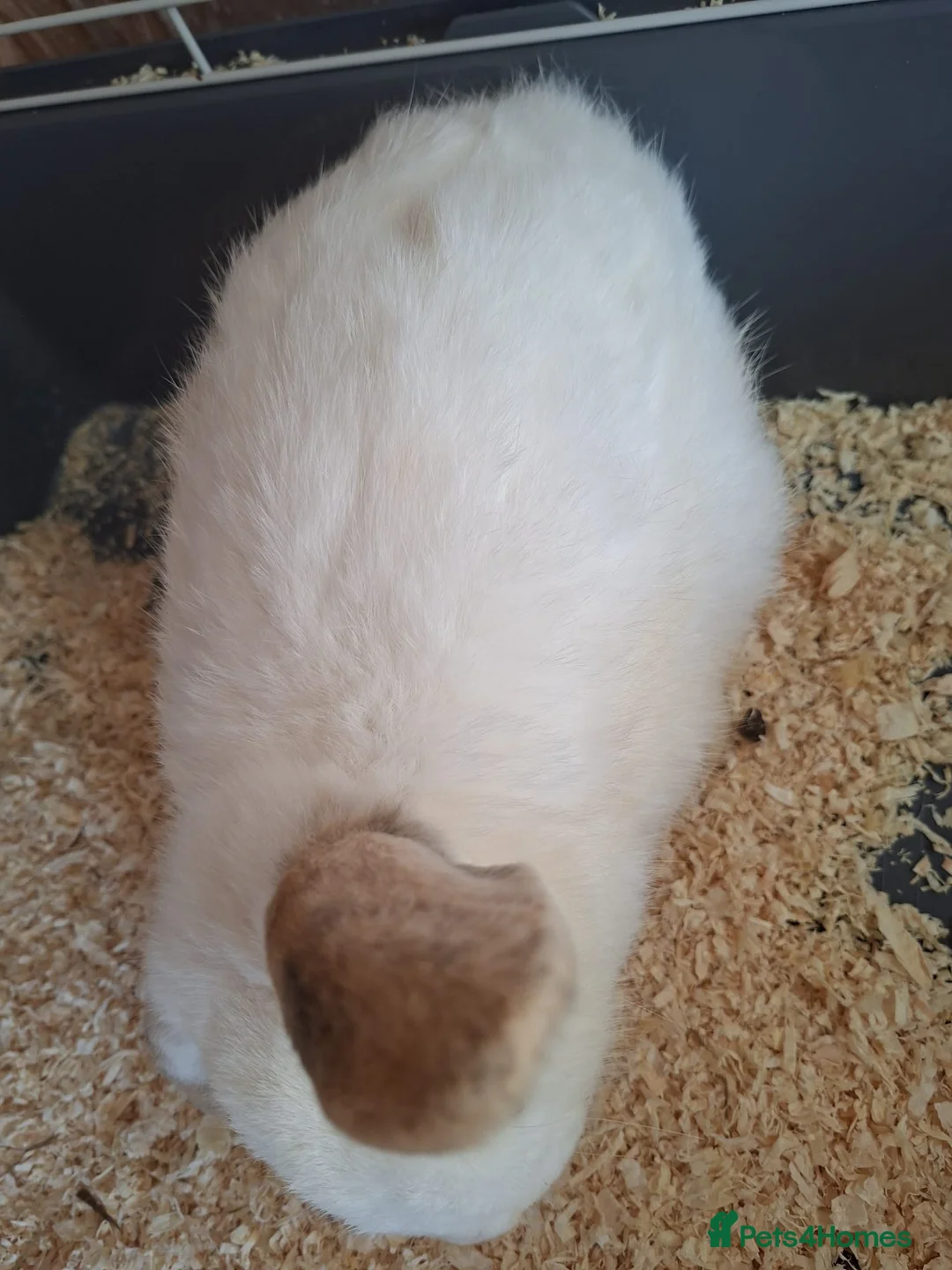 Mixed Breed rabbits for sale: Female mixed breed rabbit in Derby - Advert 2
