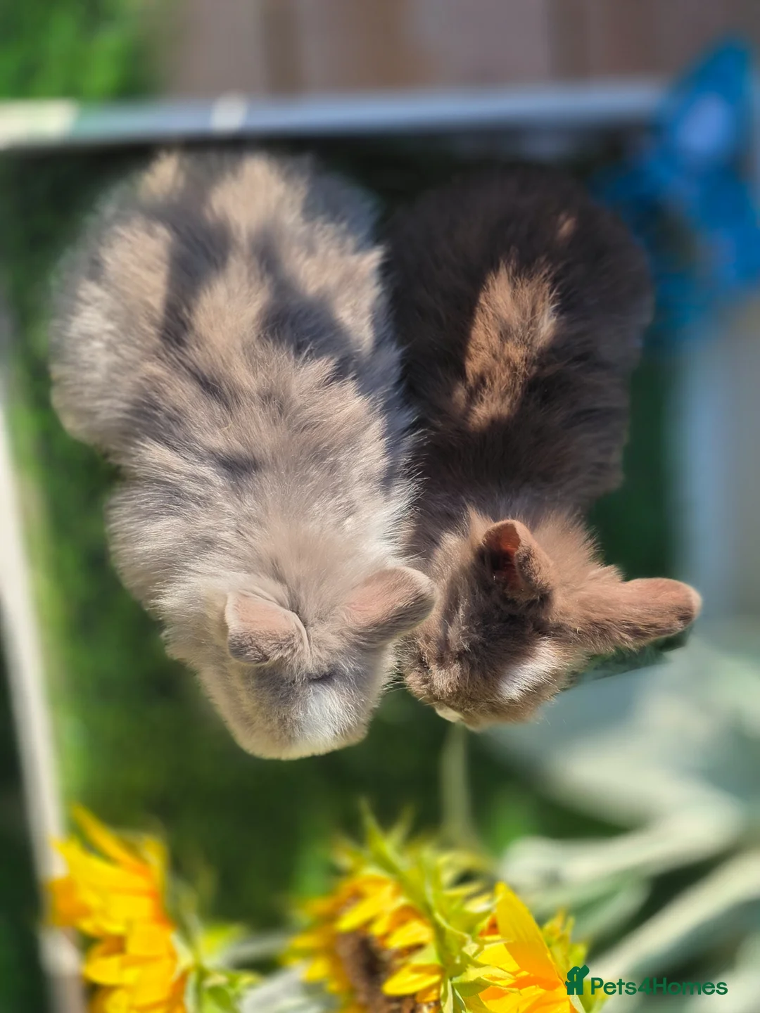 Lionhead rabbits for sale: 3 Double Mained Lionheads Ready For Reserve  - Advert 5