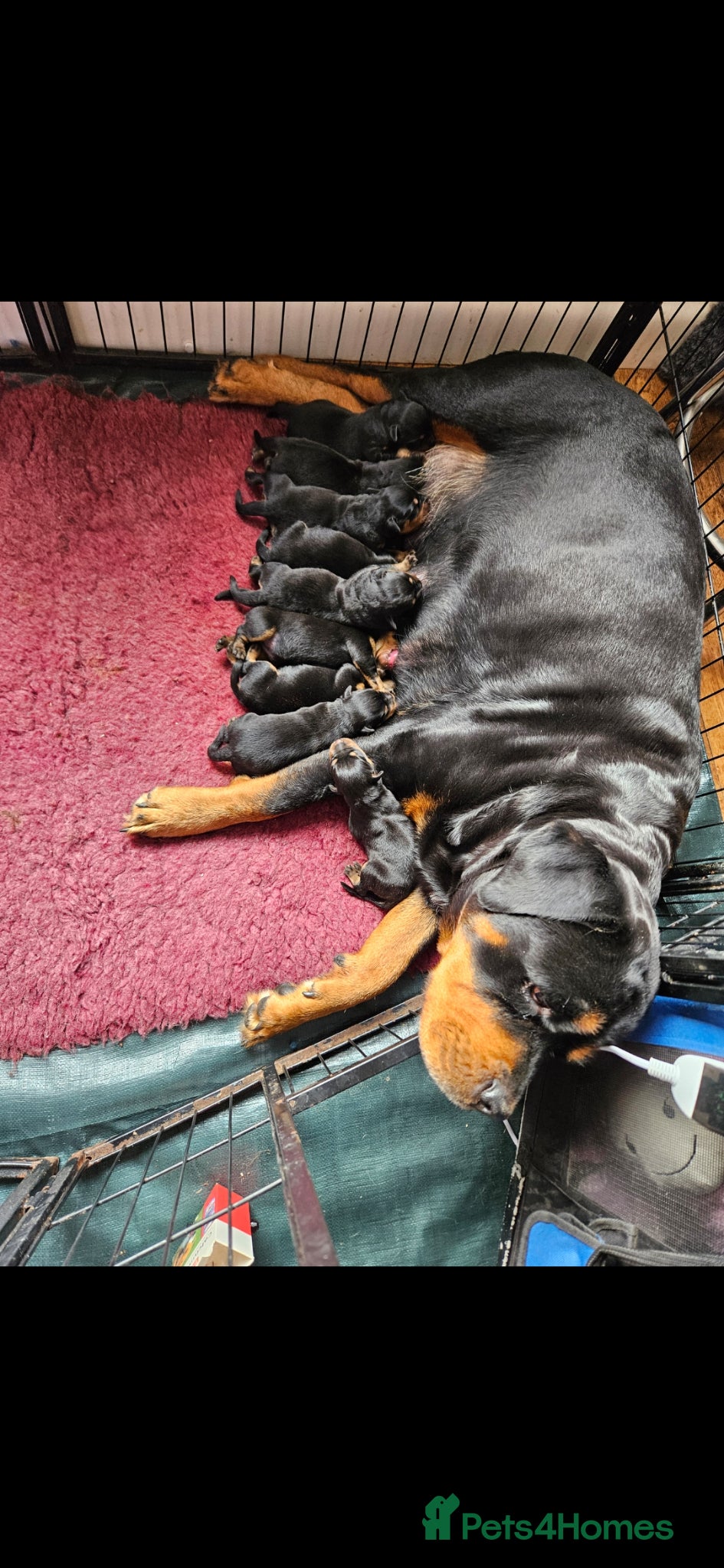 Rottweiler dogs Beautiful rottweiler puppies  - Advert 3
