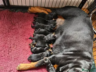 Rottweiler dogs Beautiful rottweiler puppies - Advert 1
