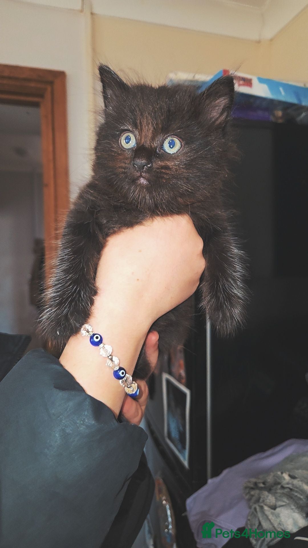 Mixed Breed cats BEAUTIFUL MIXED KITTENS - Advert 18