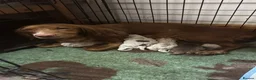 Sprocker dogs for sale: 4 sprocker pups. Roan coloured in Montgomery - Advert 2