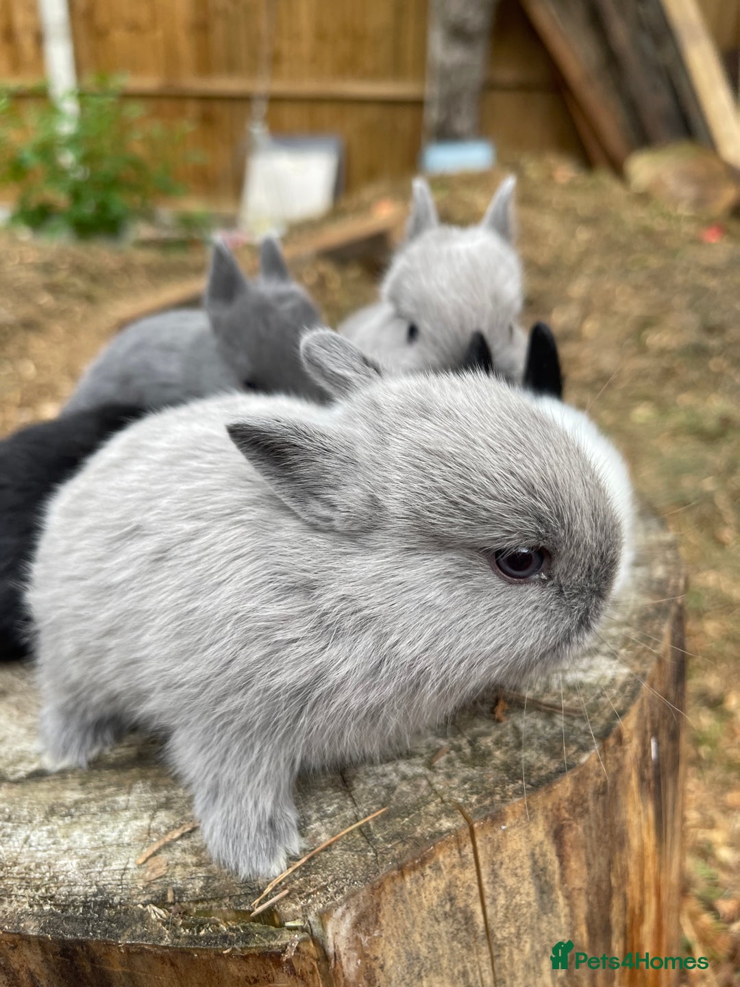 Netherland Dwarf rabbits for sale: Rare Colour purebred Netherland Dwarf  - Image 16