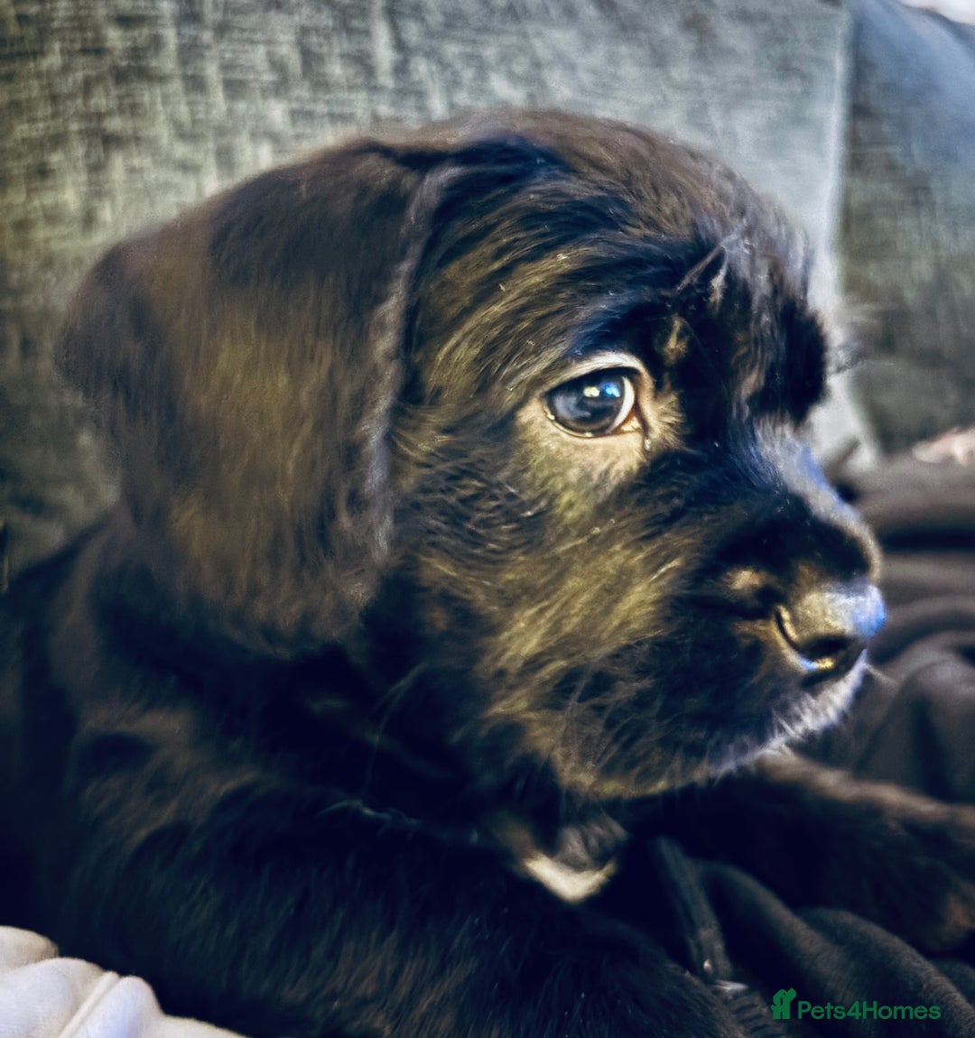 Mixed Breed dogs for sale: Stunning Cockerpoo x cavalier King Charle spaniel  - Advert 3