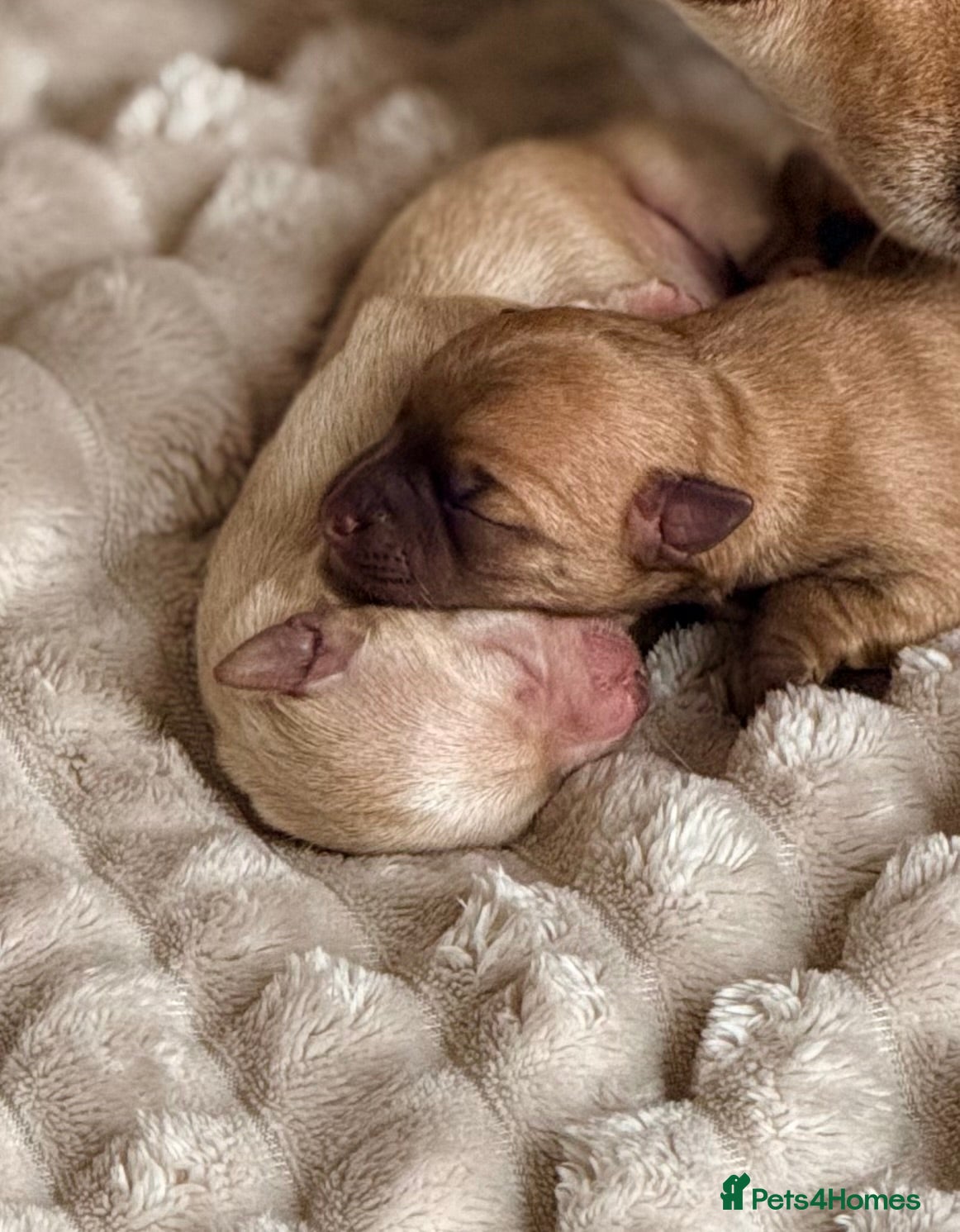Chihuahua dogs for sale: Three Chihuahua Pup Girls  in Telford - Advert 5