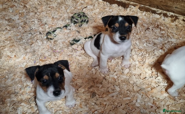 Jack Russell dogs - Advert 10