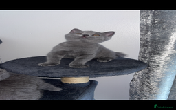 British Shorthair cats for sale: Pure breed British shorthairs  - Image 18