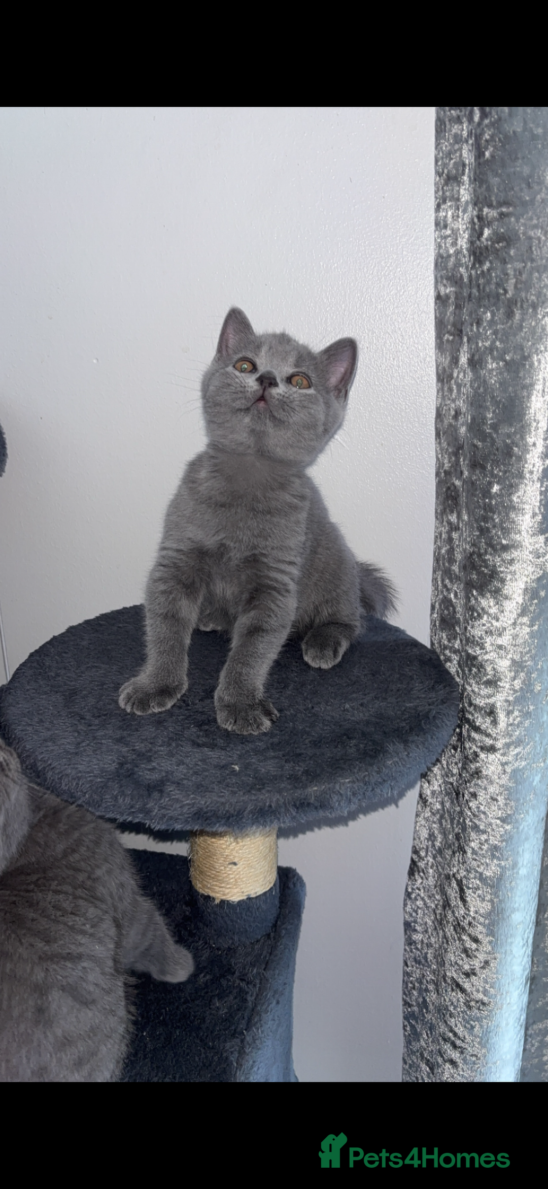 British Shorthair cats for sale: Pure breed British shorthairs  - Image 18