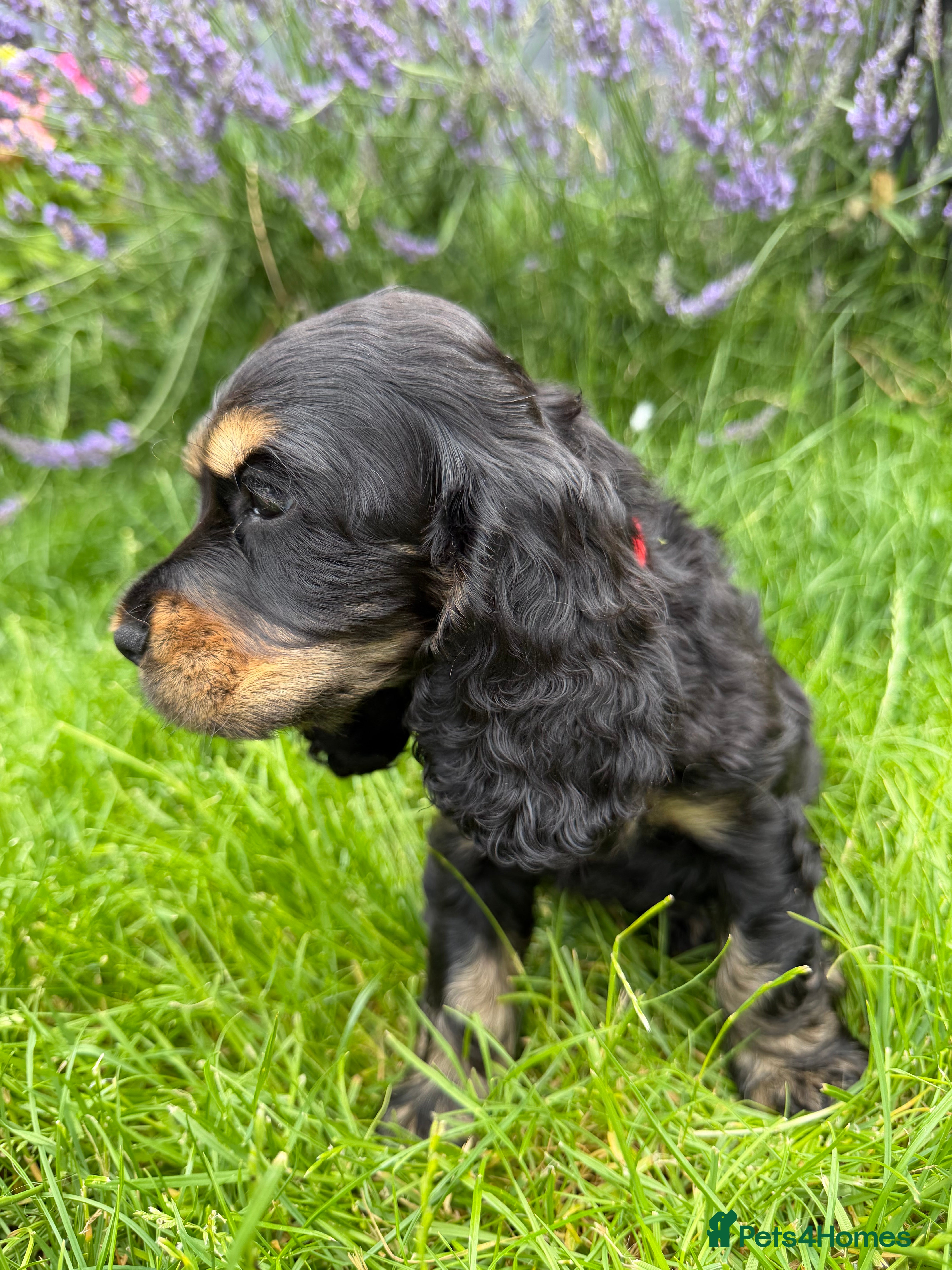 Cocker Spaniel dogs READY SOON🐾 EASTDRAY X SIMBAWOOD🐾 3 GIRLS 3 BOYS - Advert 2