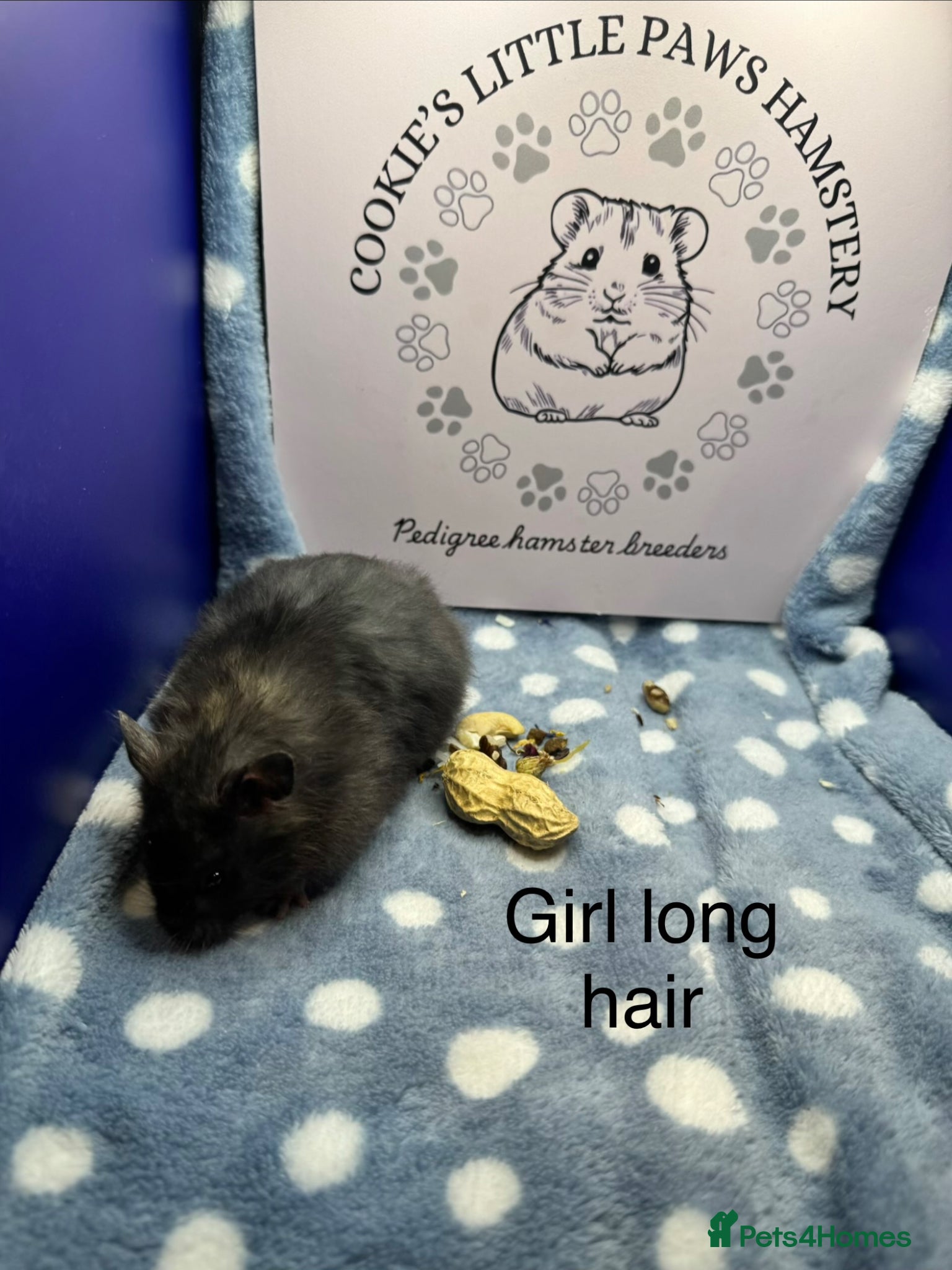 Hamster rodents Pedigree Syrian hamsters  - Advert 1