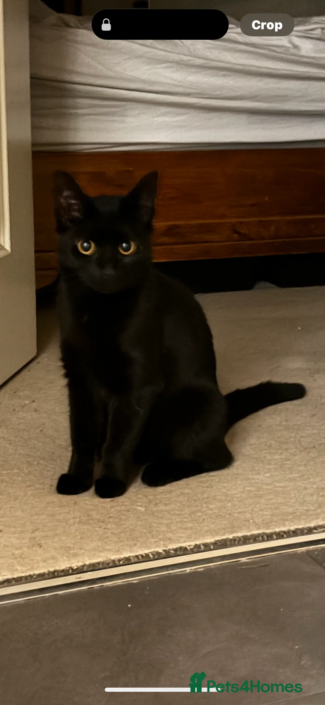 Bombay cats for sale: Lovely girl that needs a new home  - Advert 1