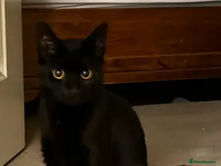 Bombay cats Lovely girl that needs a new home - Advert 3