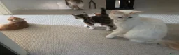 Mixed Breed cats for sale: 2 boys and 1 girl kittens available  in Farnham - Advert 10