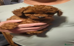 Cavapoo dogs for sale: Cavapoo Puppies - Advert 6