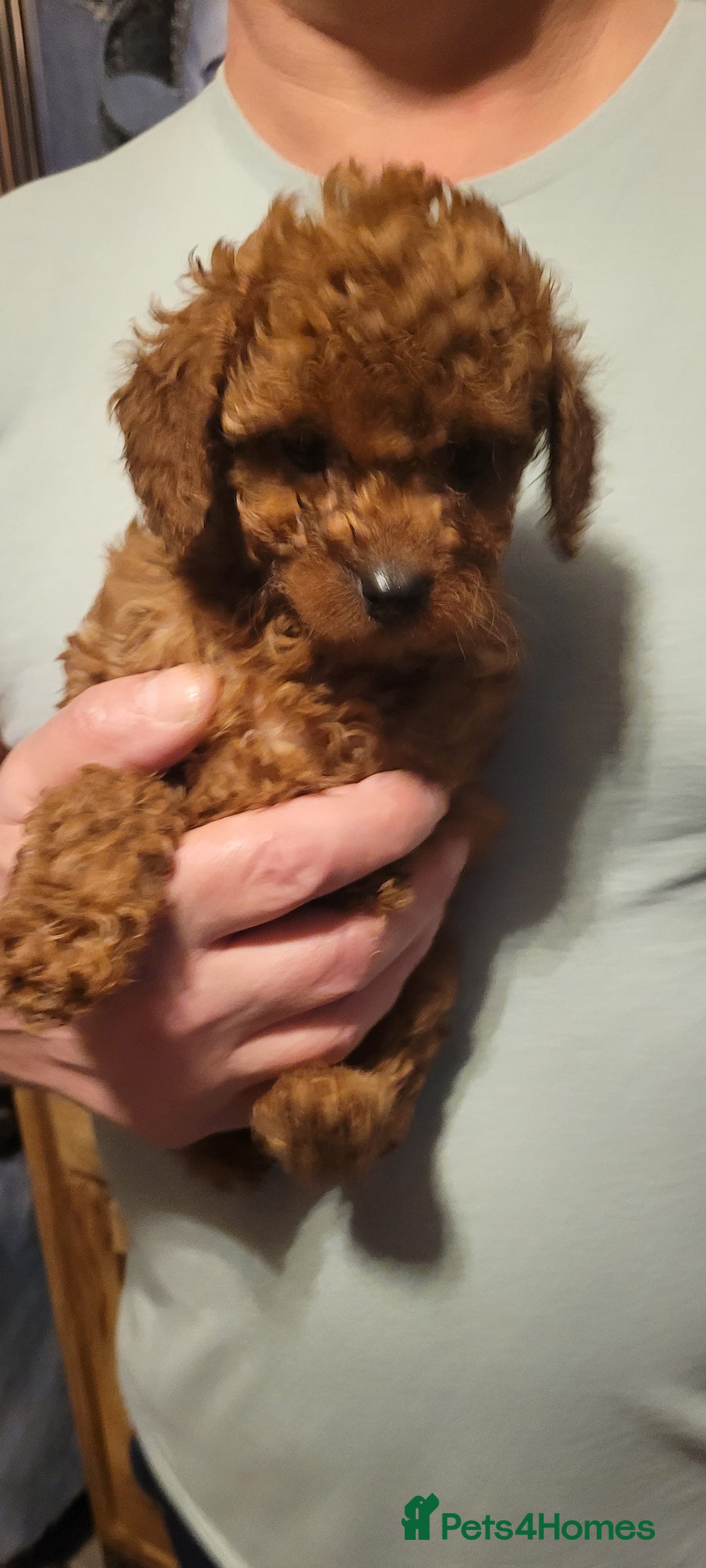 Cavapoo dogs for sale: Cavapoo Puppies - Advert 6