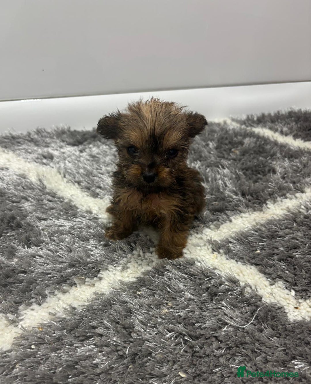 Yorkshire Terrier dogs for sale: Yorkshire terrier puppies  - Image 5