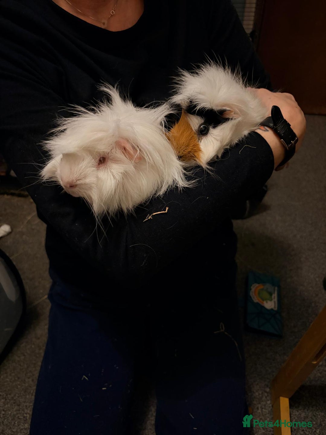 Guinea Pig rodents for sale: New home required - Advert 1