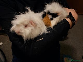 Guinea Pig rodents New home required - Advert 1