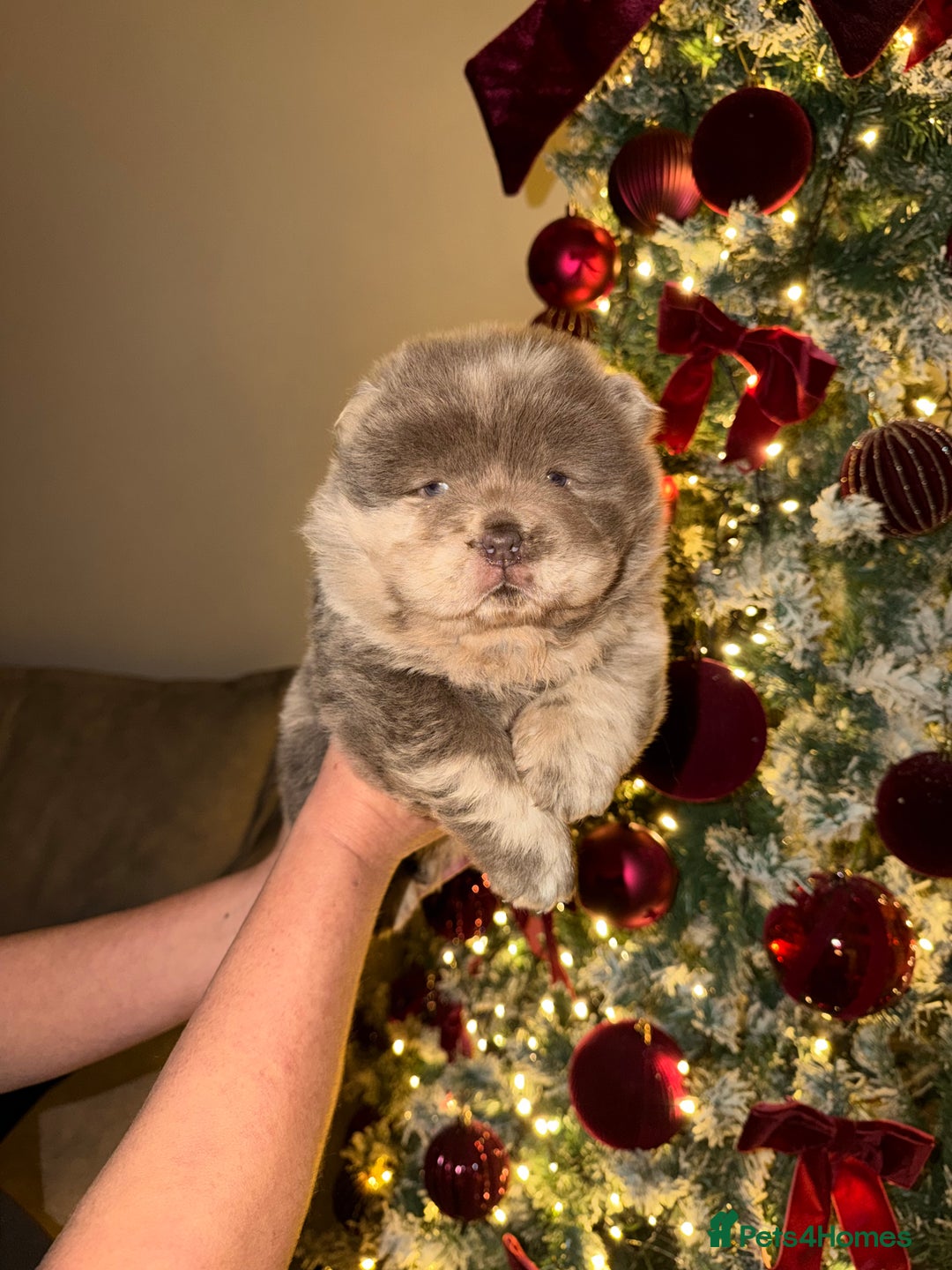 Chow Chow dogs for sale: Lilac Merle and lilac chow chow puppies for sale  - Advert 9
