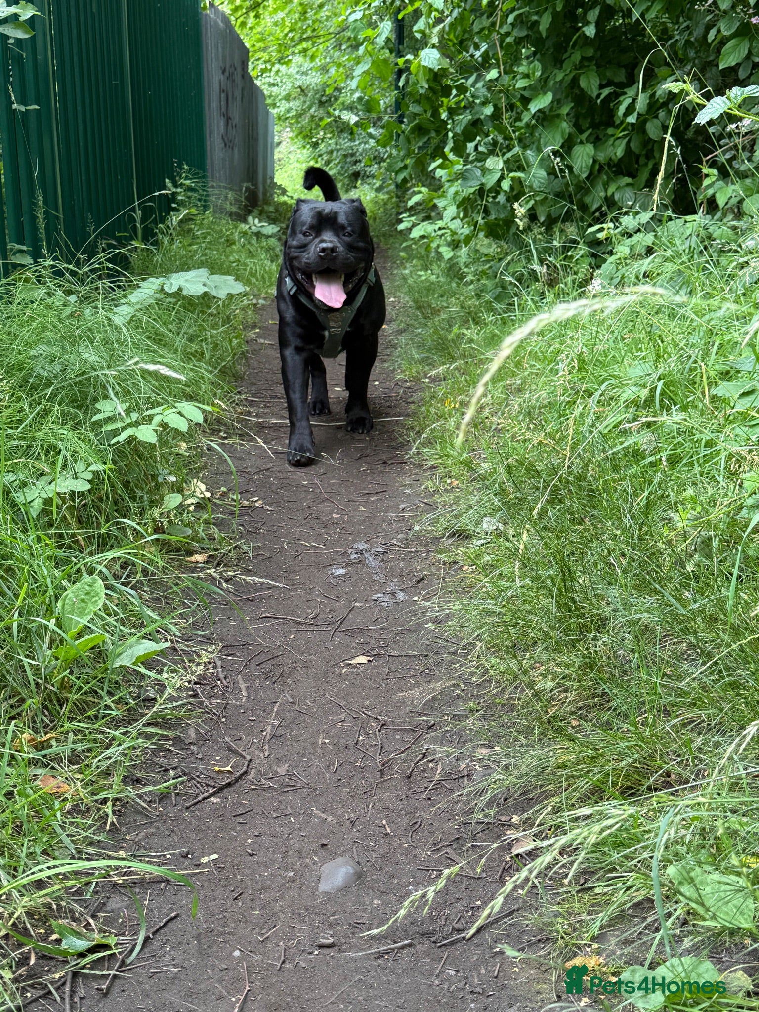 Staffordshire Bull Terrier dogs For sale  - Advert 8