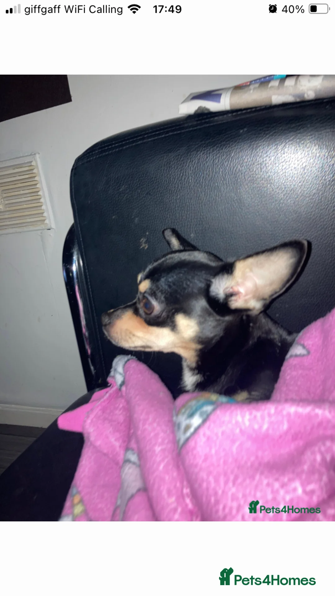 Chihuahua dogs for sale: Miniature chihuahua pups 2 females left - Advert 2