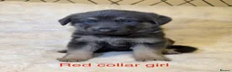 German Shepherd dogs for sale: RARE BLUE GERMAN SHEPHERD PUPPIES KC - Advert 9
