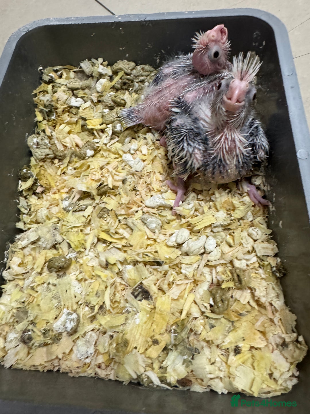 Cockatiels birds for sale: Cockatiel baby  - Advert 5