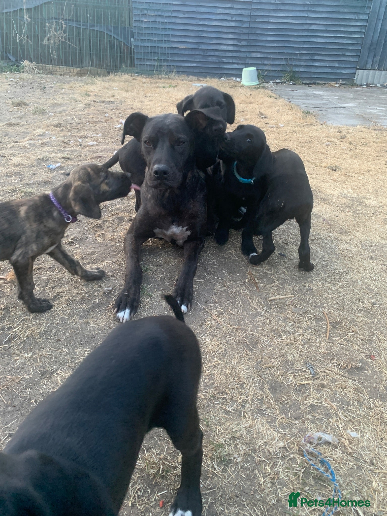 Lurcher dogs Deerhound/Alaunt  X  Poodle/Saluki puppies  - Advert 2