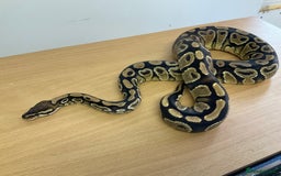 Python Snake reptiles for sale: Royal Pythons  - Image 11