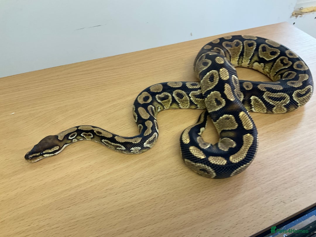 Python Snake reptiles for sale: Royal Pythons  - Image 11