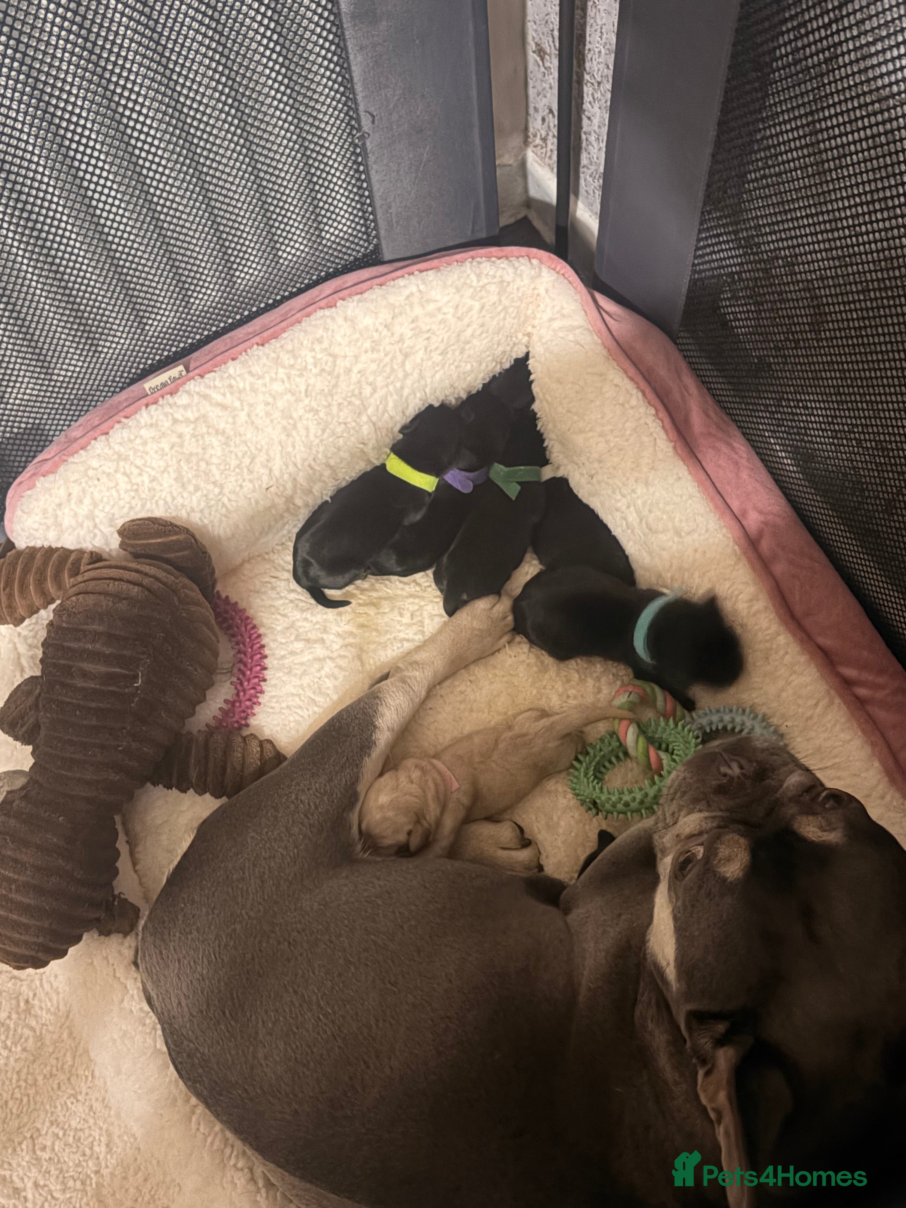 Mixed Breed dogs Frocker puppies - Advert 16