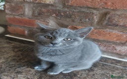 British Shorthair cats for sale: Stunning British Short ready for forever home - Advert 7