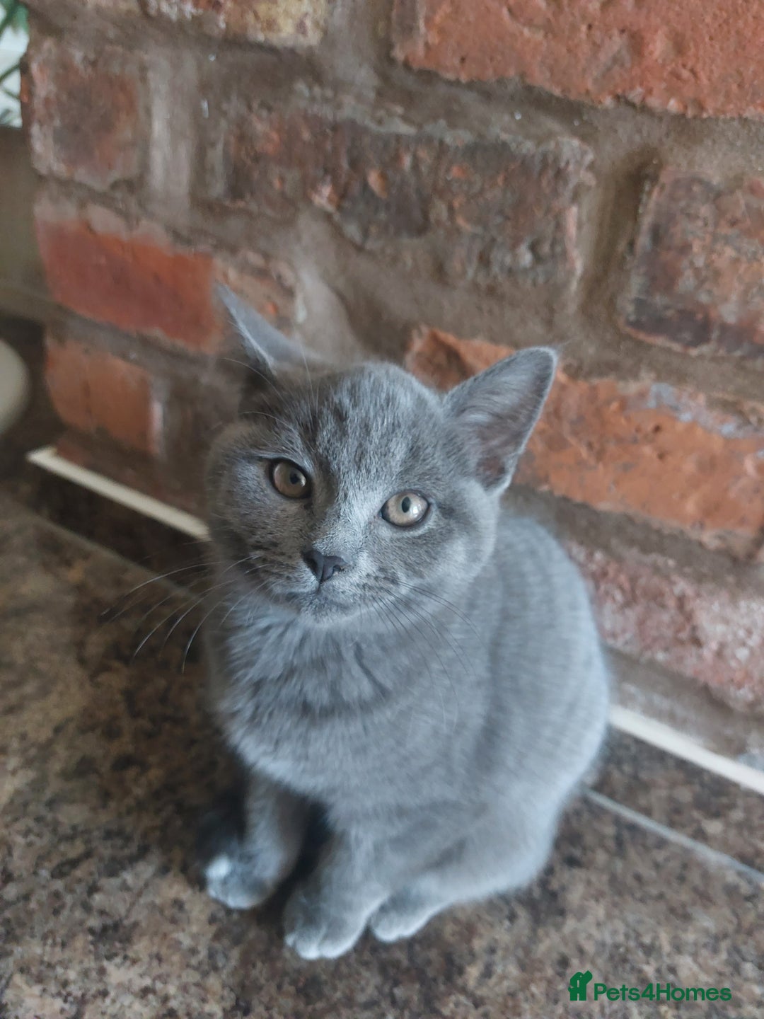 British Shorthair cats for sale: Stunning British Short ready for forever home - Advert 7