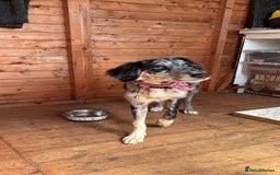 Golden Retriever dogs for sale: Border collie/ saluki mix  - Image 1