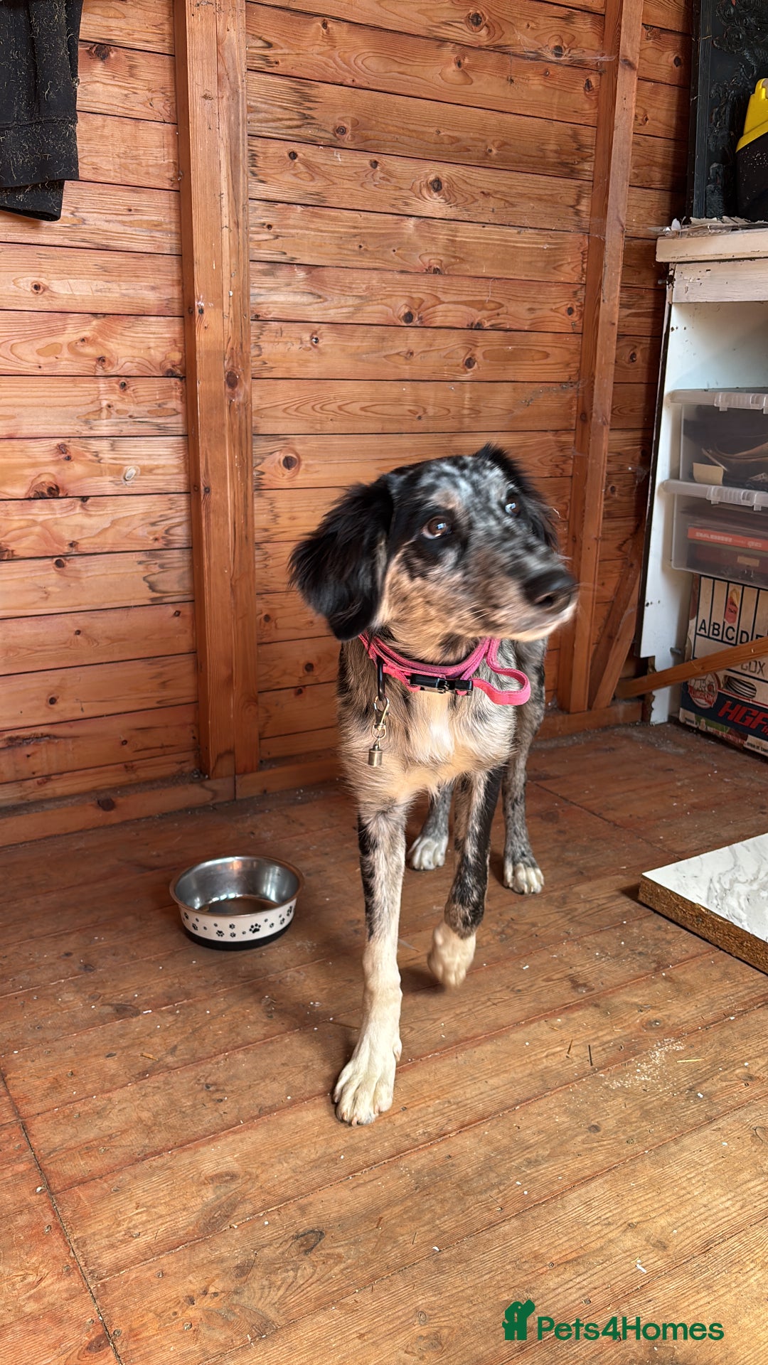 Golden Retriever dogs for sale: Border collie/ saluki mix  - Image 1