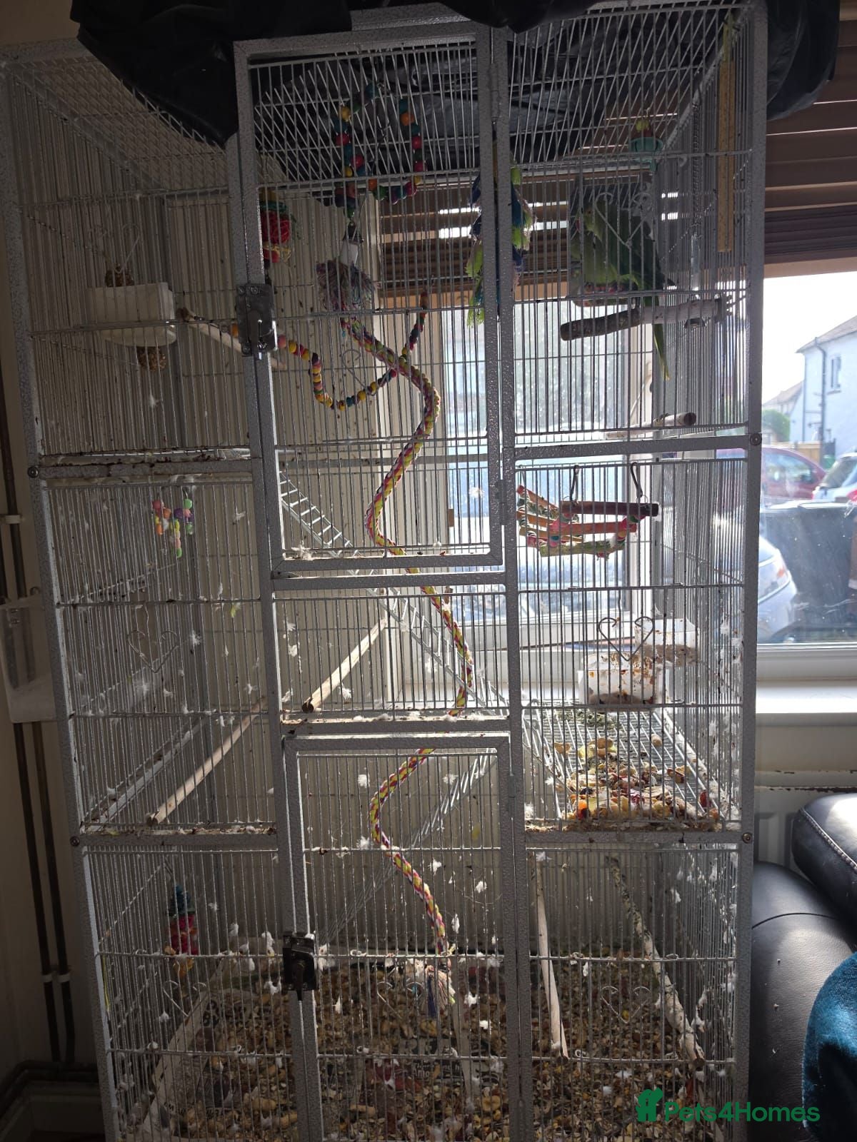 Parrots birds Parrot for sale - Advert 2