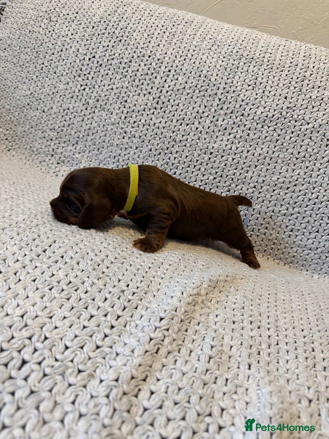 Cocker Spaniel dogs for sale: Outstanding Quality Puppies- Cocker Spaniel  in Slough - Advert 2