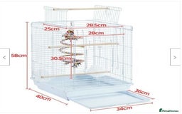 Lovebirds birds for sale: Lovebird pair with cage starter food and toys - Image 4