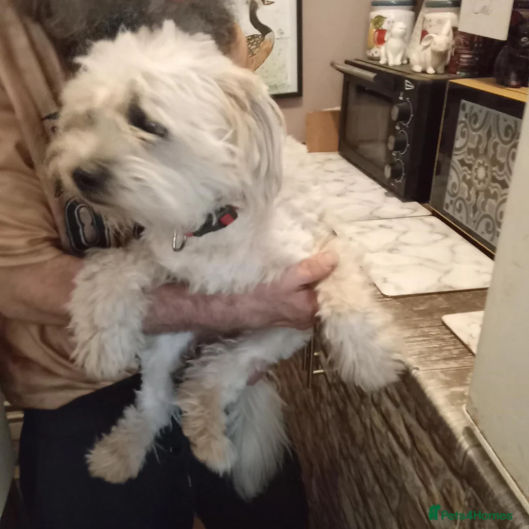 Mixed Breed dogs for sale: Three unusual maltispitz needing loving homes - Advert 2