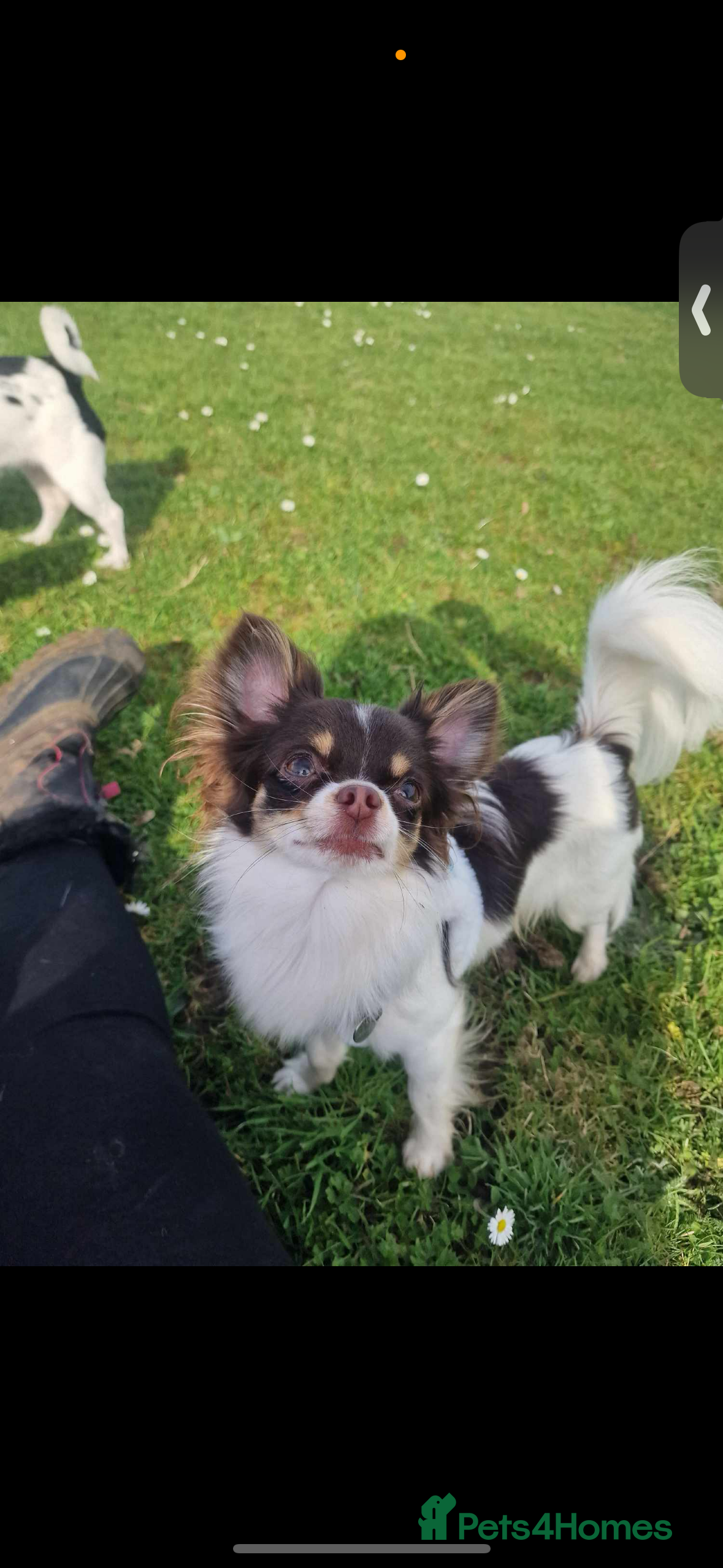 Chihuahua dogs Kc Reg Chocolate Parti colour Chihuahua for stud  in Rye - Advert 3