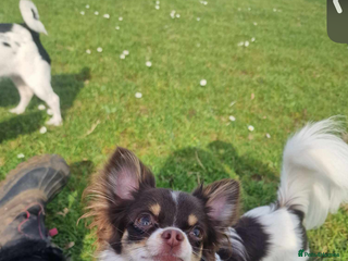 Chihuahua dogs Kc Reg Chocolate Parti colour Chihuahua for stud in Rye - Advert 16