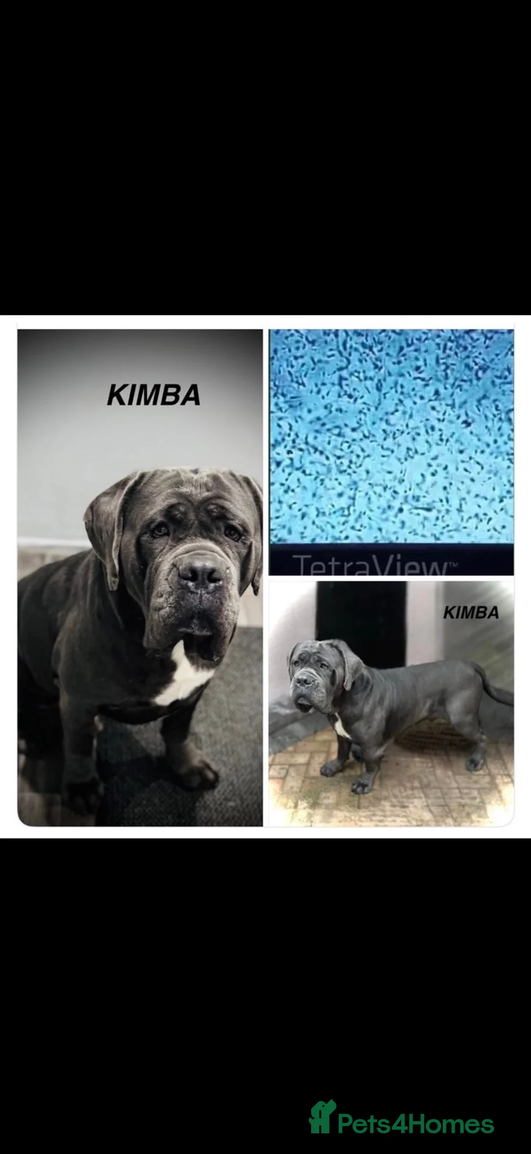 Cane Corso dogs for sale: 4 stunning cane corso puppies  in Goole - Advert 2