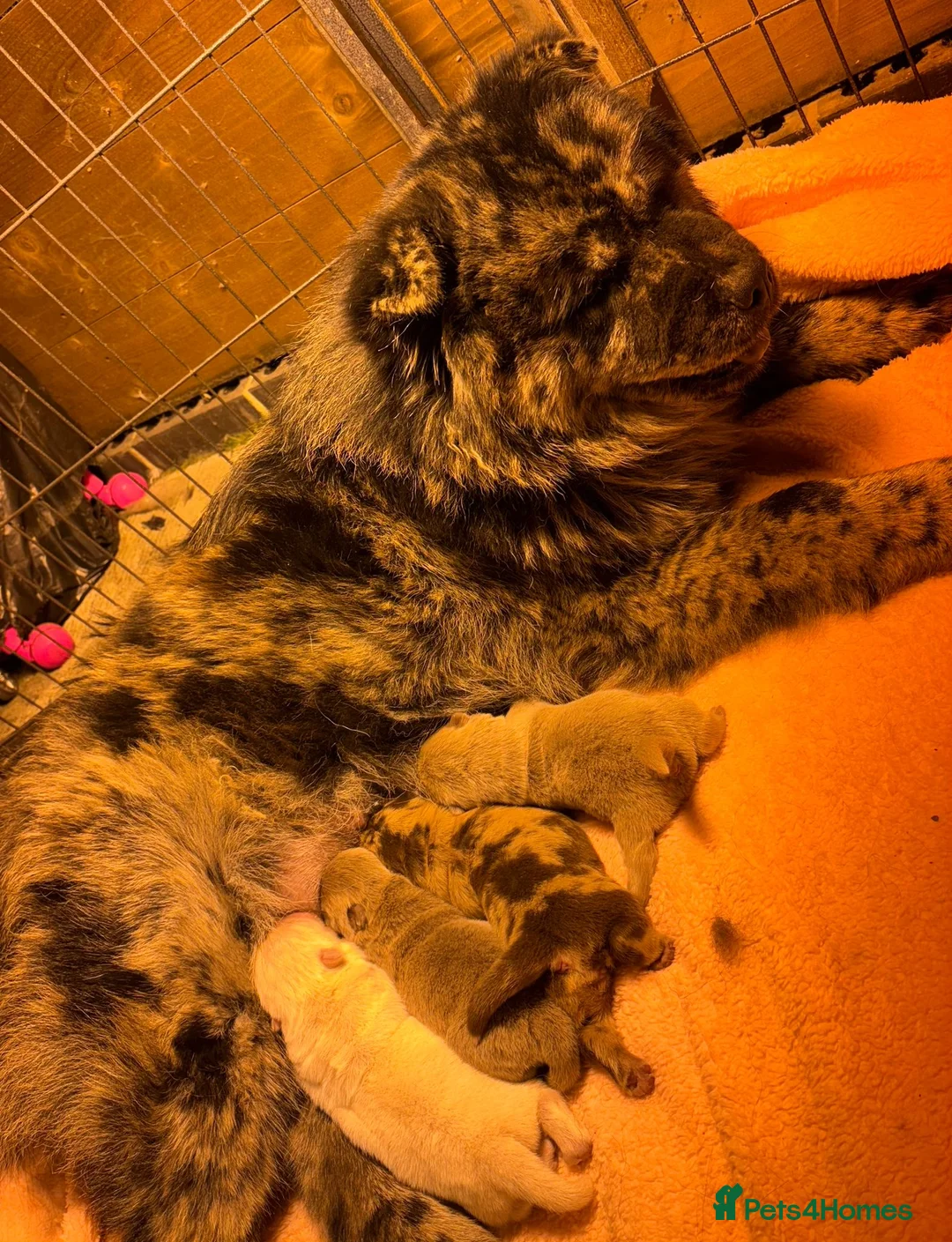 Chow Chow dogs for sale: DWKC Merle Chow chow puppies  - Advert 3