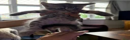 British Shorthair cats for sale: Beautiful kittens ready next week - Advert 7