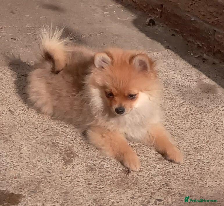 Pomeranian dogs Pomeranian puppies  - Advert 2