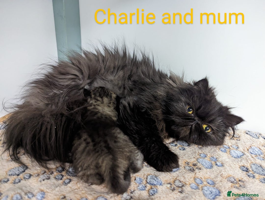 Persian cats for sale: Silver Blue Chinchilla Male Persian Kitten! - Image 6