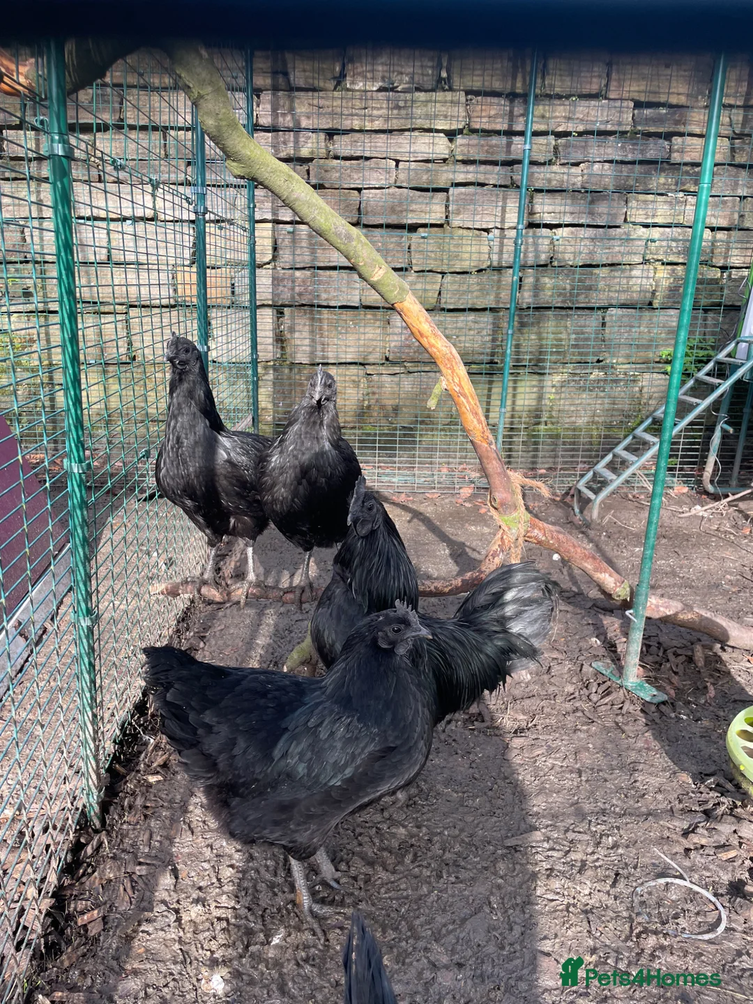 Chickens poultry for sale: 🖤Ayam Cemani Breeding group 🖤 - Advert 1