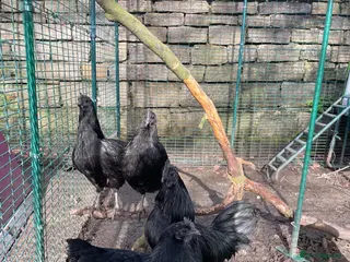 Chickens poultry 🖤Ayam Cemani Breeding group 🖤 - Advert 1
