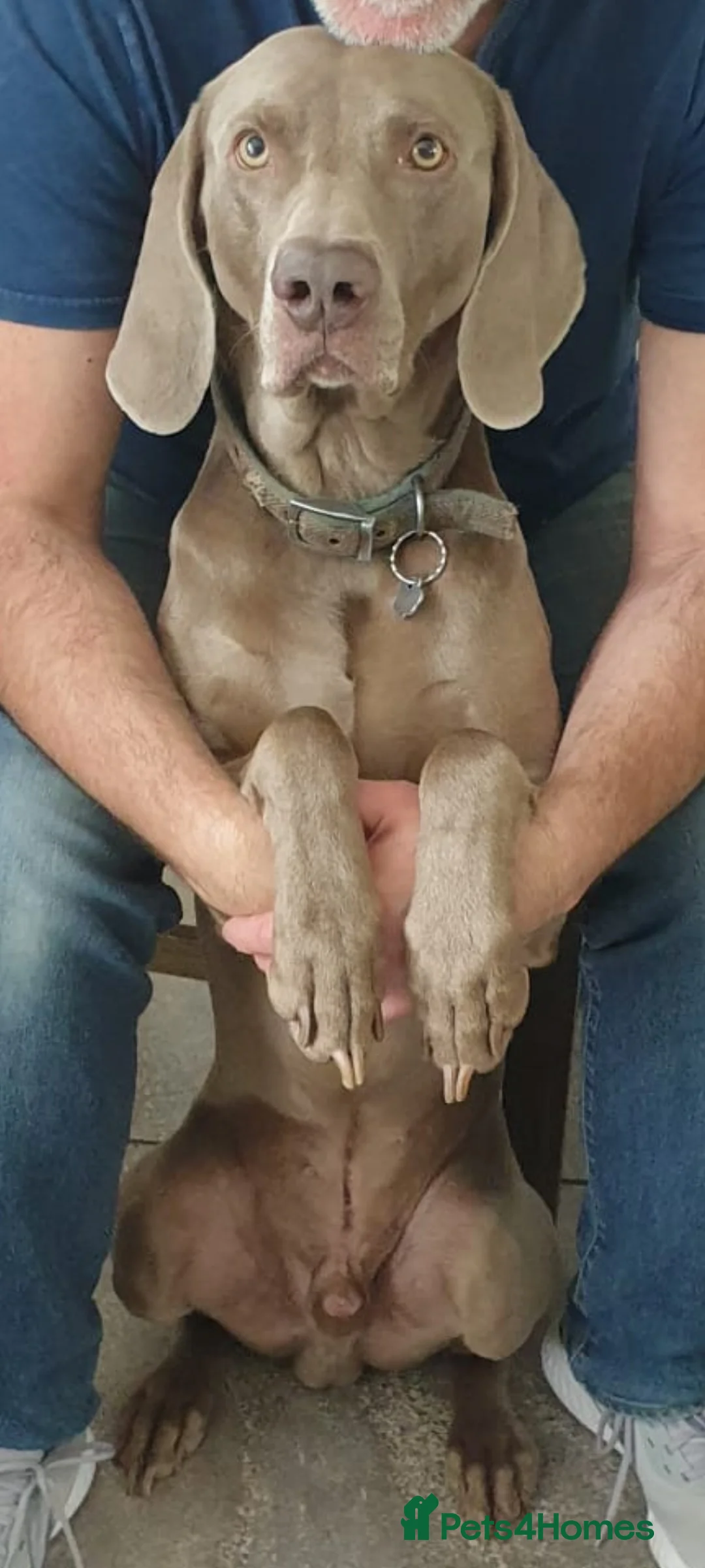 Weimaraner dogs for stud: '''''OAKLEY''''' 100% Proven Stud in Nottingham - Advert 6