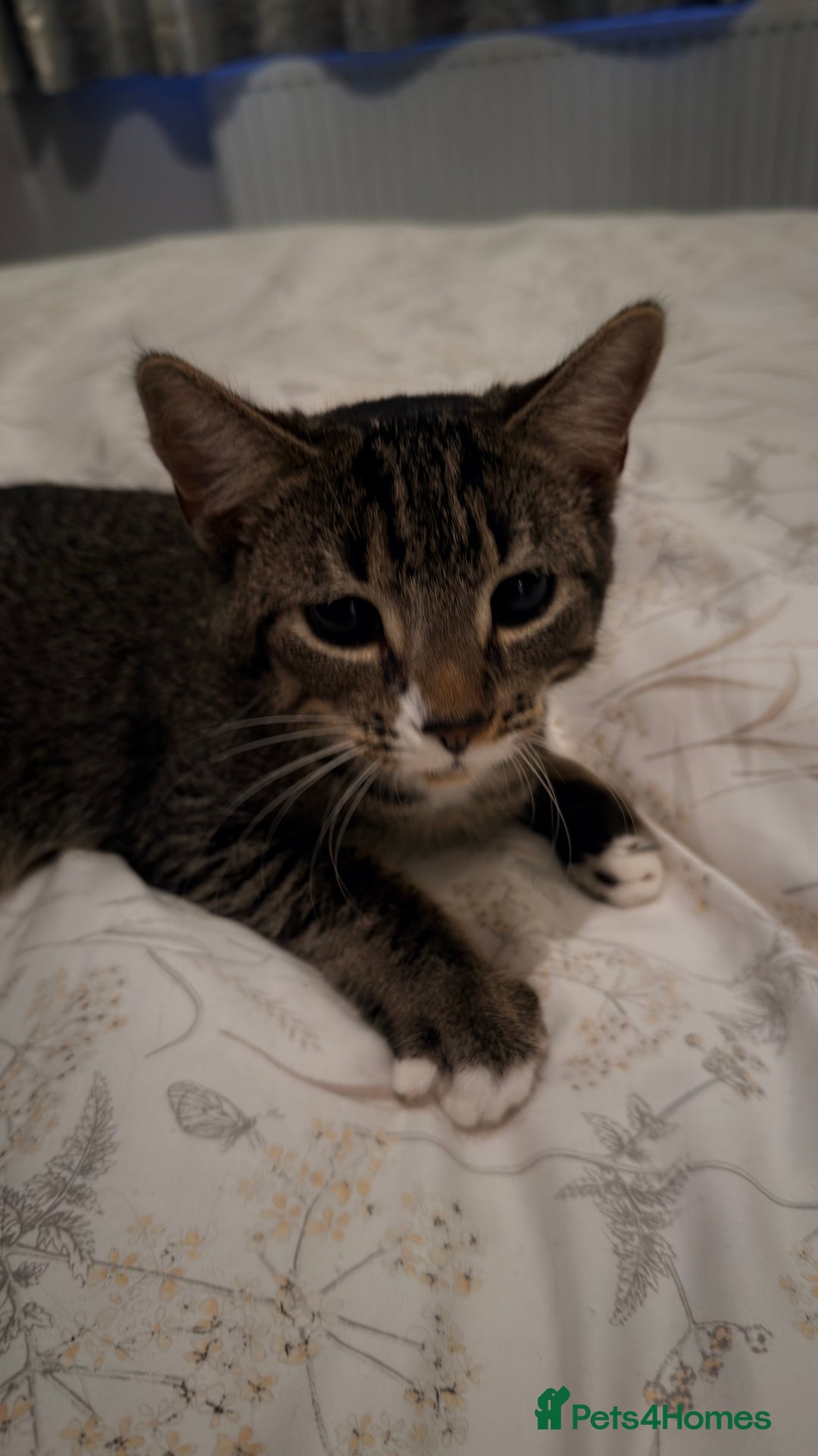 Mixed Breed cats for sale: Two Gorgeous Cats for Sale – Loving Homes Wanted - Advert 10